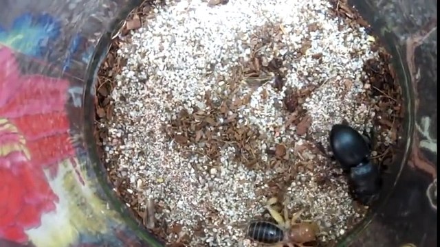 ЖУК ОЛЕНЬ ПРОТИВ ШЕРШНЯ