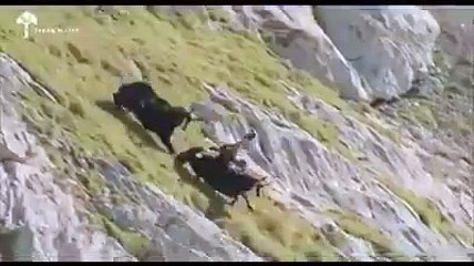 ہمت کا سبق دینے والی ویڈیو