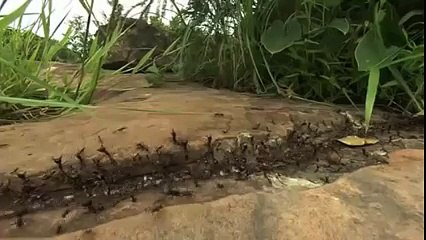 Piton Yılanına Binlerce Karınca Saldırırsa.. Yok Böyle Bir Ş