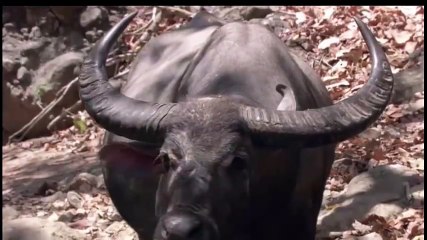 КОМОДО ДРАКОН ПРОТИВ БУЙВОЛА