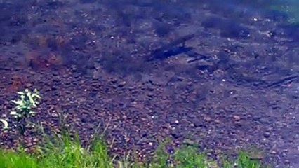 Ördek Yavrusunu Yiyen Balık Yok Böyle Bir Şey