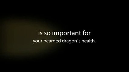 The Bearded Dragon Guide