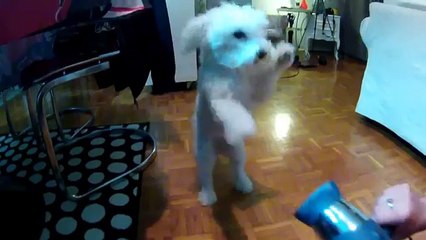 BICHON FRISE LUNA doesn&#39;t like hair drayer  -LUNA NE VOLI FEN