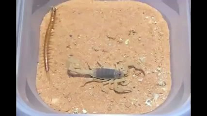 МНОГОНОЖКА ПРОТИВ СКОРПИОНА