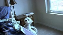 Bichon Frise Puppy Takes a Bath (6 Months Old) and then Freaks out for a while