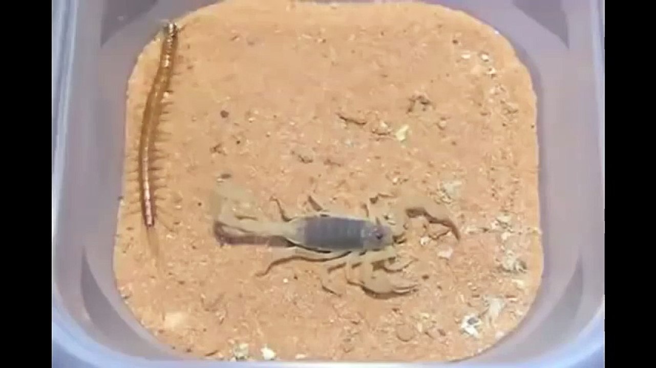 МНОГОНОЖКА ПРОТИВ СКОРПИОНА
