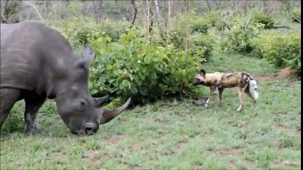 НОСОРОГ ПРОТИВ ДИКИХ СОБАК