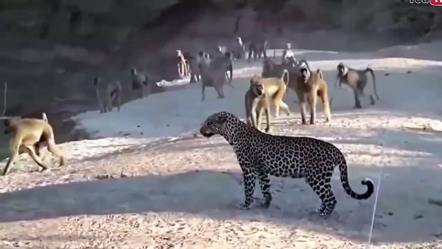 Birlikten kuvvet doğar. dedikleri bu olsa gerek