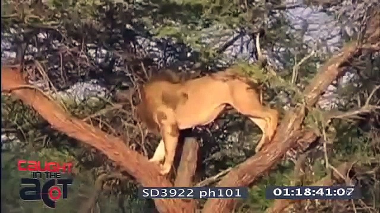bufalolar aslanı öldürüyor kesinlikle izleyin