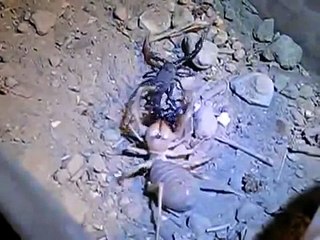 ПАУК ПРОТИВ СКОРПИОНА