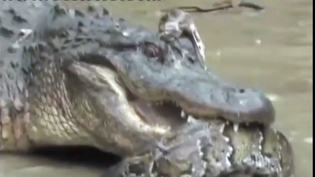 ПИТОН ПРОТИВ КРОКОДИЛА ПИТОН VS КРОКОДИЛ