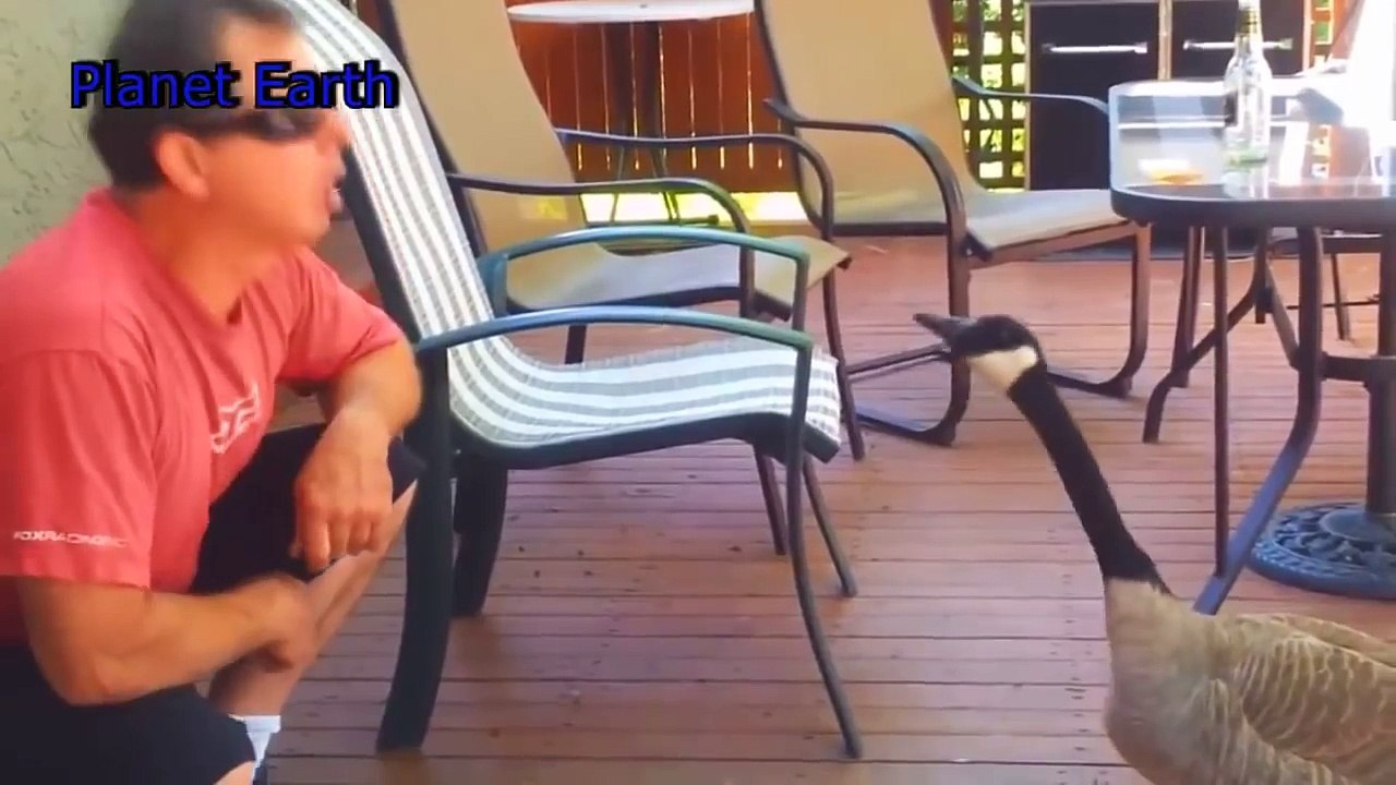 Ïîîáùàëñÿ ñ ãóñåì