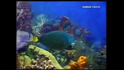 Köpek balığı 1 Bahar Tatilinde Dehşet Tek Parça İzle TR Dublaj