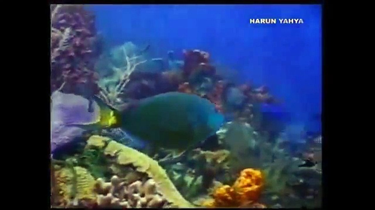 Köpek balığı 1 Bahar Tatilinde Dehşet Tek Parça İzle TR Dublaj