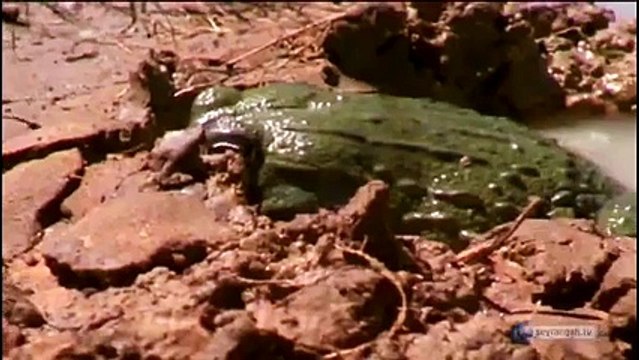 Sizce Bu Kurbağa Ne Yapıyor Yok Böyle Bir Şey