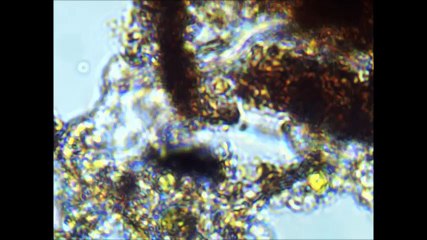 Microscopic life in Water