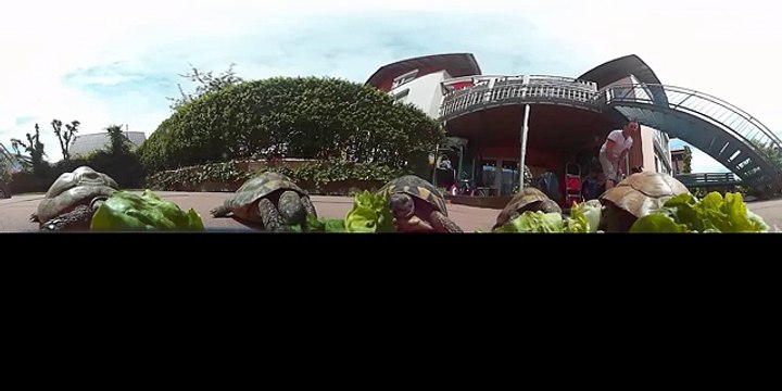 KODAK PIXPRO SP360- Get Closer to Tortoise Brothers (VR)