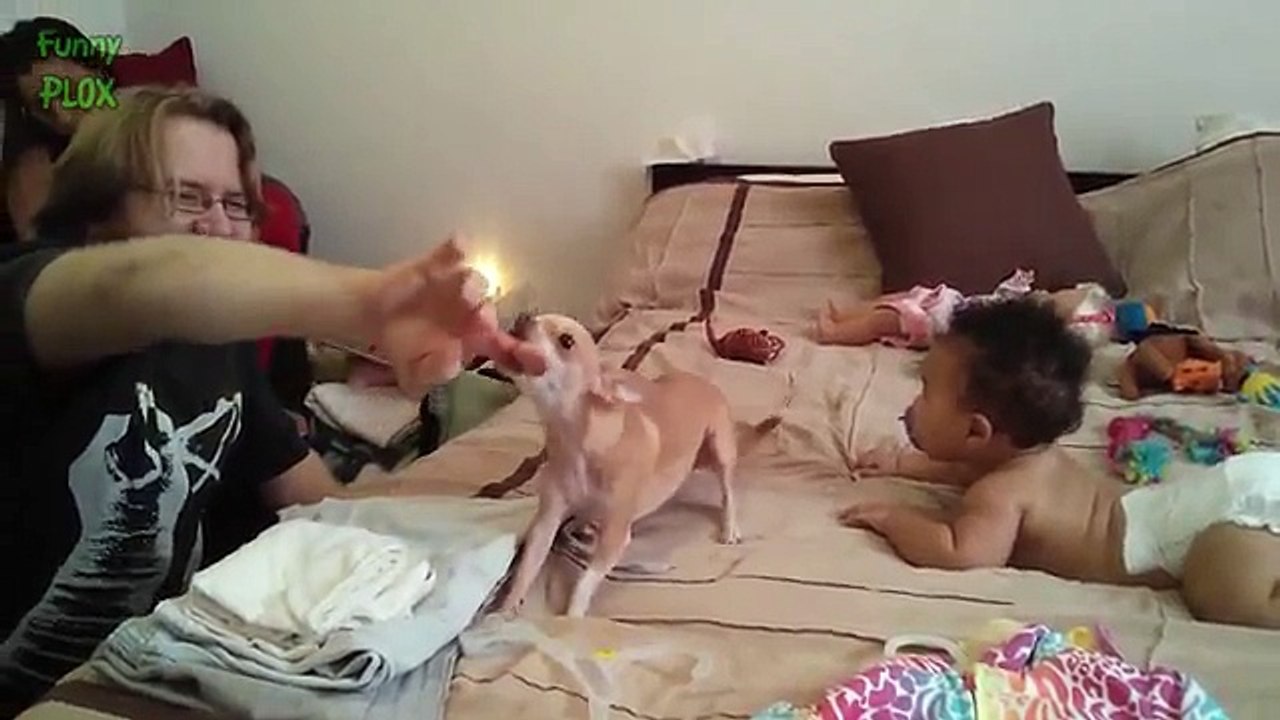 Funny Dogs Protecting Babies