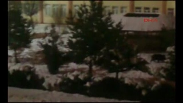 Sivas - Kurt ve Domuz Sürüleri Kente İndi