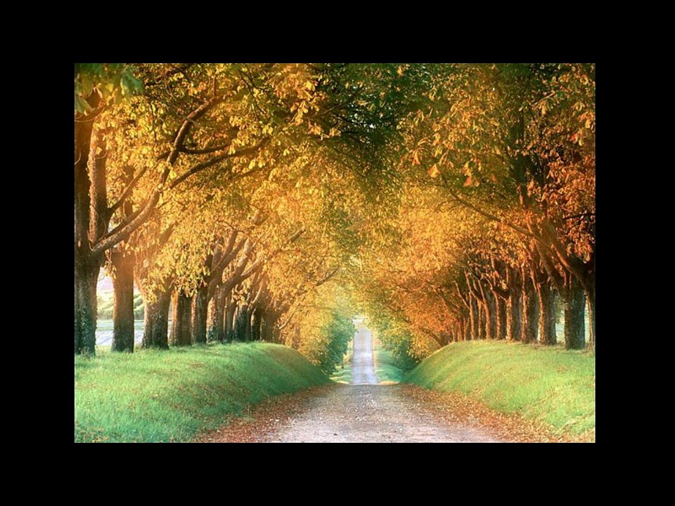 End-Less-Tree-