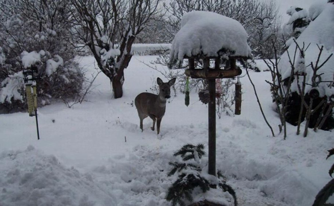 Ein winterlicher Besuch