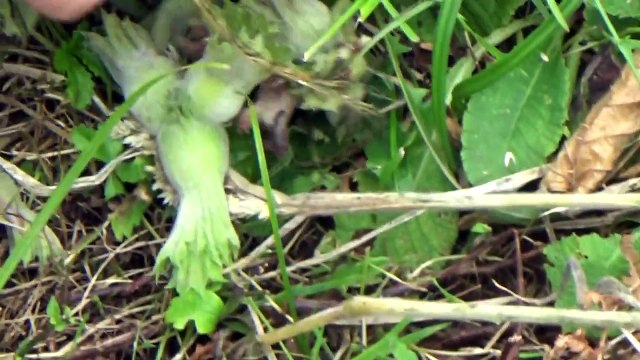 Fındık Yapraklarında Küflenme, Paslanma, Sararma, Külleme, Verim Düşüşü, Dal Kanseri Gires