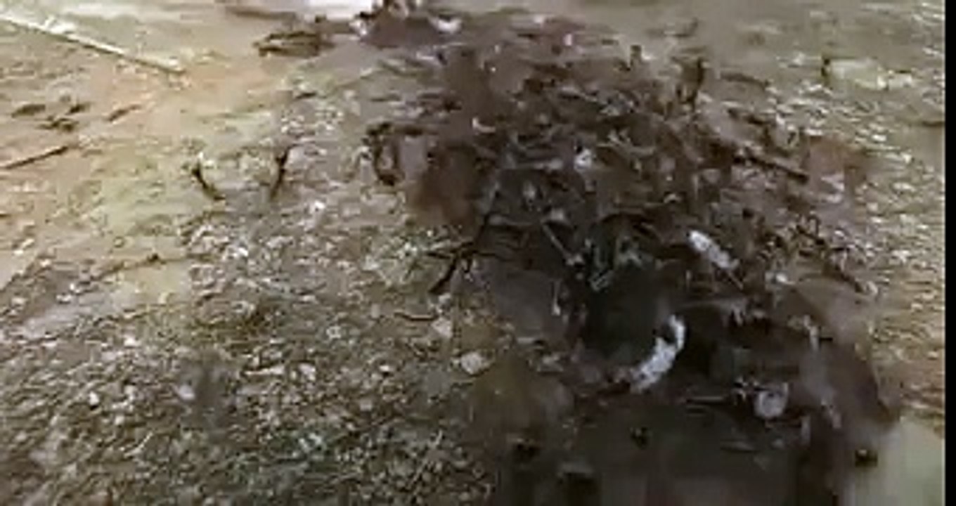 big snik / the world  bigest snik in pakistan