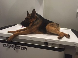 Quasimodo le chien