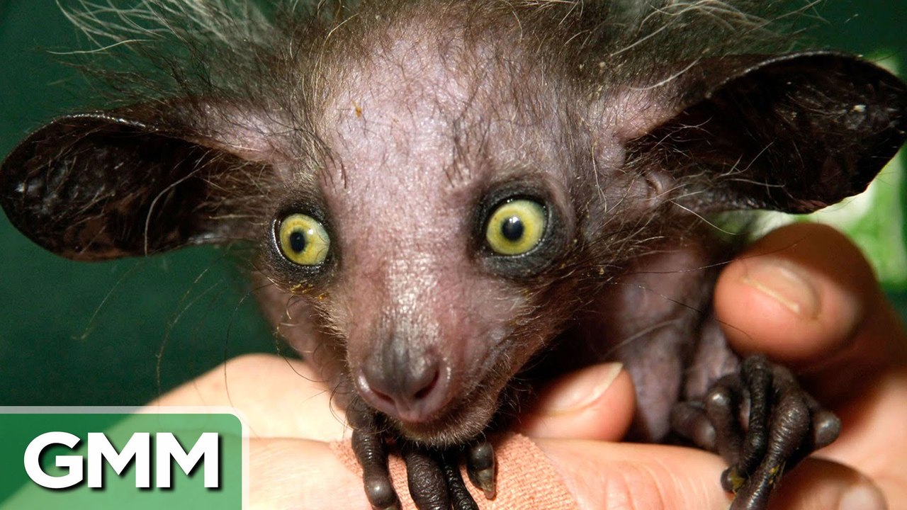 GMM - Top 5 Ugliest Animals - RANKED - Good Mythical Morning - Rhett and Link