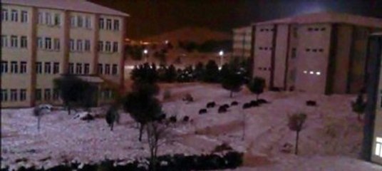 Aç Kalan Domuz Sürüsü Üniversite Kampüsüne İndi