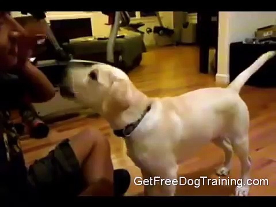 The Online Dog Trainer Doggy Dan - Training Your Labrador Retriever Puppy