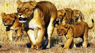 Lion Video National Geographic LIONS ESCAPING FROM DEATH [Unexpected Strategy]