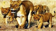 Lion Video National Geographic LIONS ESCAPING FROM DEATH [Unexpected Strategy]