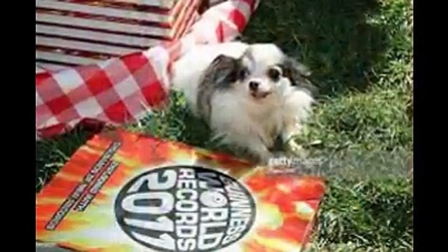 Smallest Dogs In World Dog Names German Shepherd Yorkshire Terrier Teacup Yorkie top dog breeds (FULL HD)