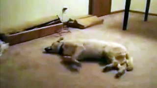 funny dog running in sleep must watch that