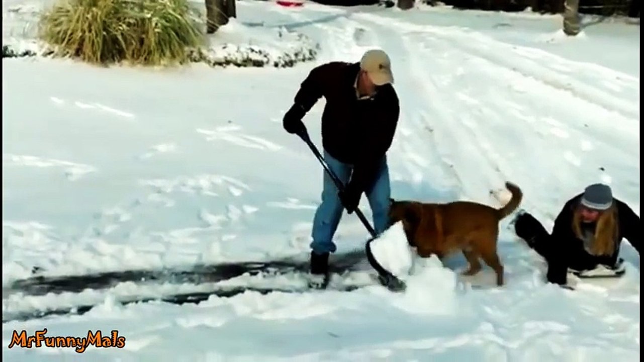 dogs with shovel