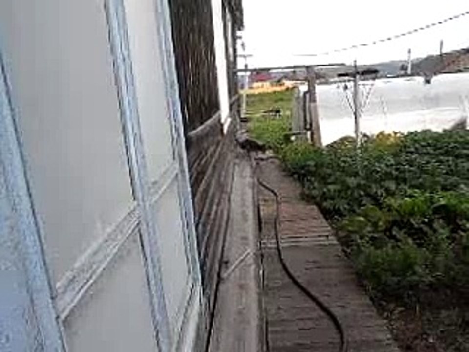 Dog and cat