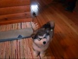 8 Weeks Old Malamute Puppy Lida _ Cutest Puppy Ever  _ by Every New