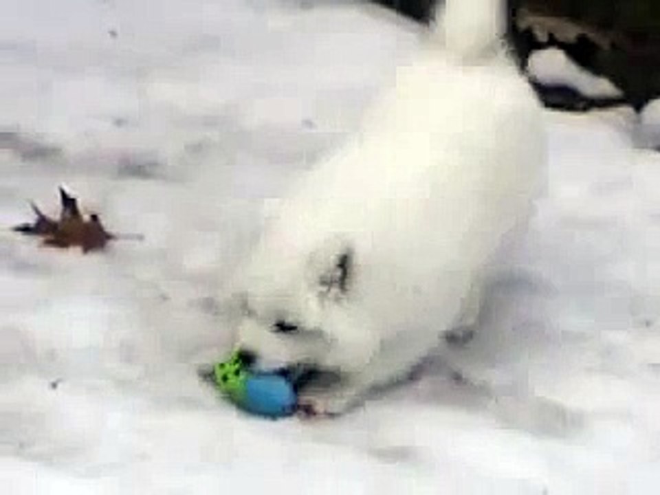 Cutest Boxer puppy meets Boxer dog for the first time _ Samoyed puppy   _ by Every New