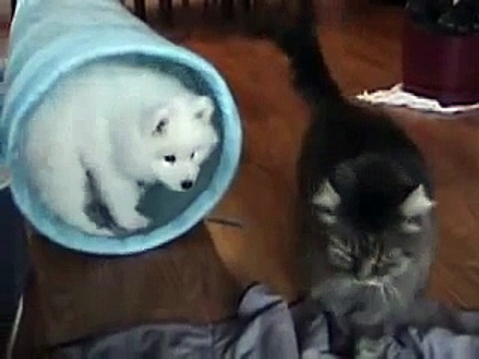 Cutest Boxer puppy meets Boxer dog for the first time _ Samoyed puppy hugs   _ by Every New