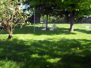 Cutest Puppies Howling Compilation 2016  _ by Every New