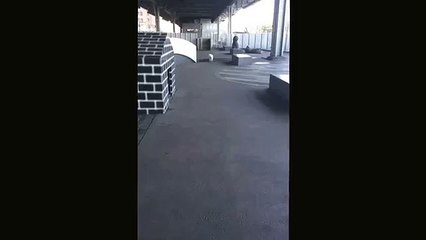 Caesar the Bichon Frise plays fetch!