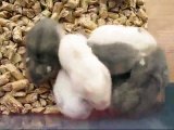 Funny Rabbit Bunny Eating __ Funny And Cute Bunny Rabbit Videos Compilation 2014  _ by Every New