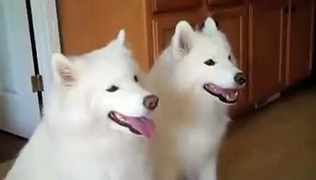 Funny Videos Of Dogs Compilation 2014 _ Samoyed puppy __HD__ _ by Every New