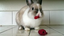 Bunny Eating Raspberries!