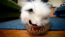 Viral Cute Rabbit Eating Raspberries