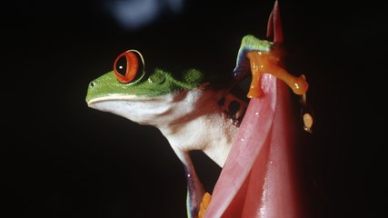 TechKnow - Costa Rica: Journey to the jungle