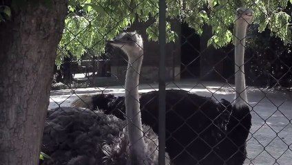 Zoo Experience Puts Humans in Cage for Lions to View - Video Dailymotion