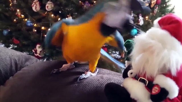 Самые смешные животные / Неудачные моменты животных / Приколы с животными / Funny animals