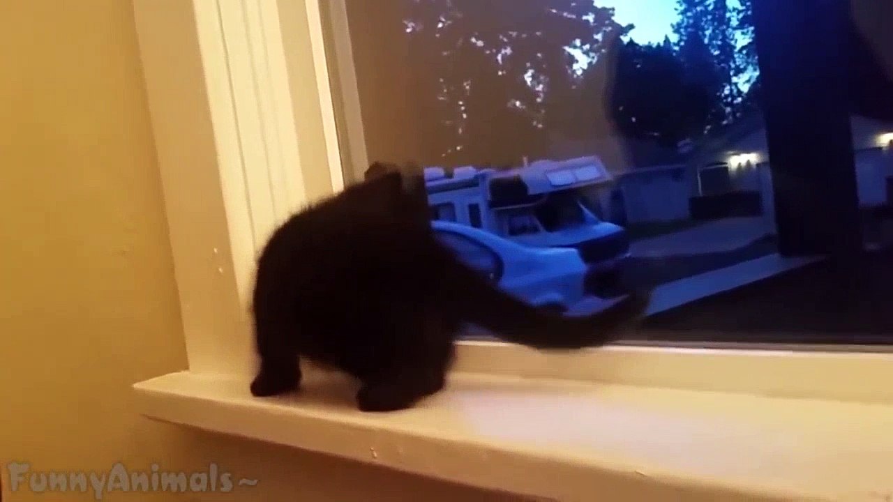 Ultimate Animal Fails Compilation